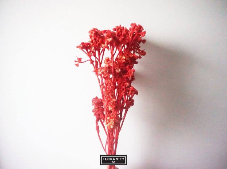 FLORANITY, Flower Gifts, Online boutique, Online flower shop, dry flowers, drying flowers, flower shop, flowers, bouquet, valentine, valentine flower, birthday flowers, congratulations, wedding, wedding flowers, Wholesale Florist, Wholesale Flowers, Wholesale Dry flower, ดอกไม้, ดอกไม้แห้ง, ดอกไม้สด, ร้านดอกไม้, ช่อดอกไม้, ช่อดอกไม้สด, ช่อดอกไม้แห้ง, ดอกไม้วาเลนไทน, วาเลนไทน, วันเกิด, ของขวัญ, ของขวัญวันเกิด, รับปริญญา, ของขวัญรับปริญญา, ดอกไม้รับปริญญา, ดอกไม้เจ้าสาว, ดอกไม้งานแต่ง , บริการส่ง, ขายส่งดอกไม้