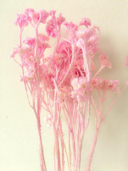 19987543_1751973091482948_1924214791_n